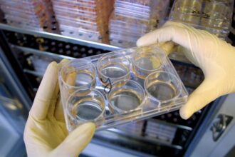 Regeneración Acelerada: La IA Revoluciona la Medicina del Futuro